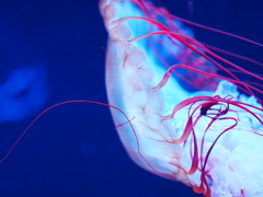 sexy jellyfish