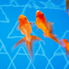 GOLD fish 2
