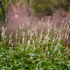 PIET OUDOLF GARDEN 4