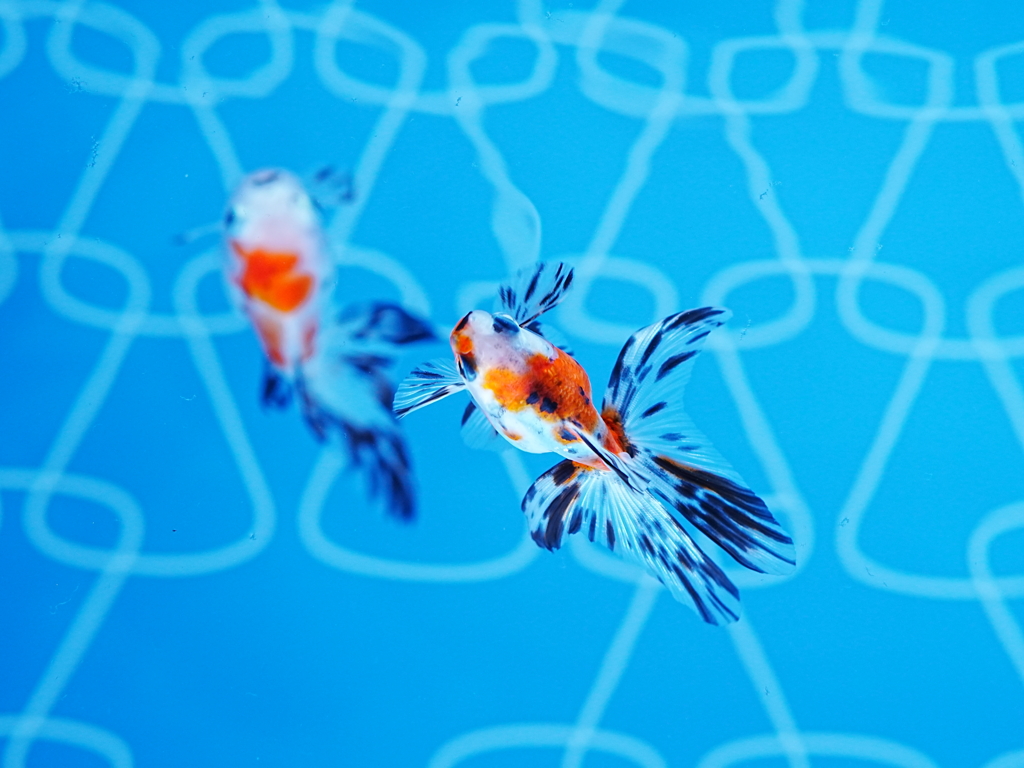 GOLD fish