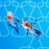 GOLD fish