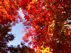 紅葉の渦