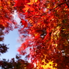 紅葉の渦