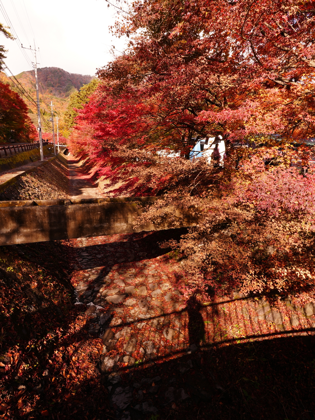 紅葉と影