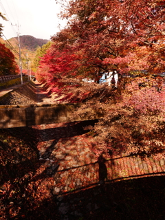 紅葉と影
