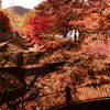 紅葉と影
