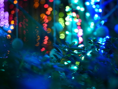 sparkling tree