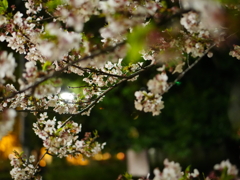 花見