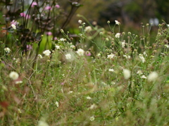 PIET OUDOLF GARDEN 3