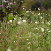 PIET OUDOLF GARDEN 3