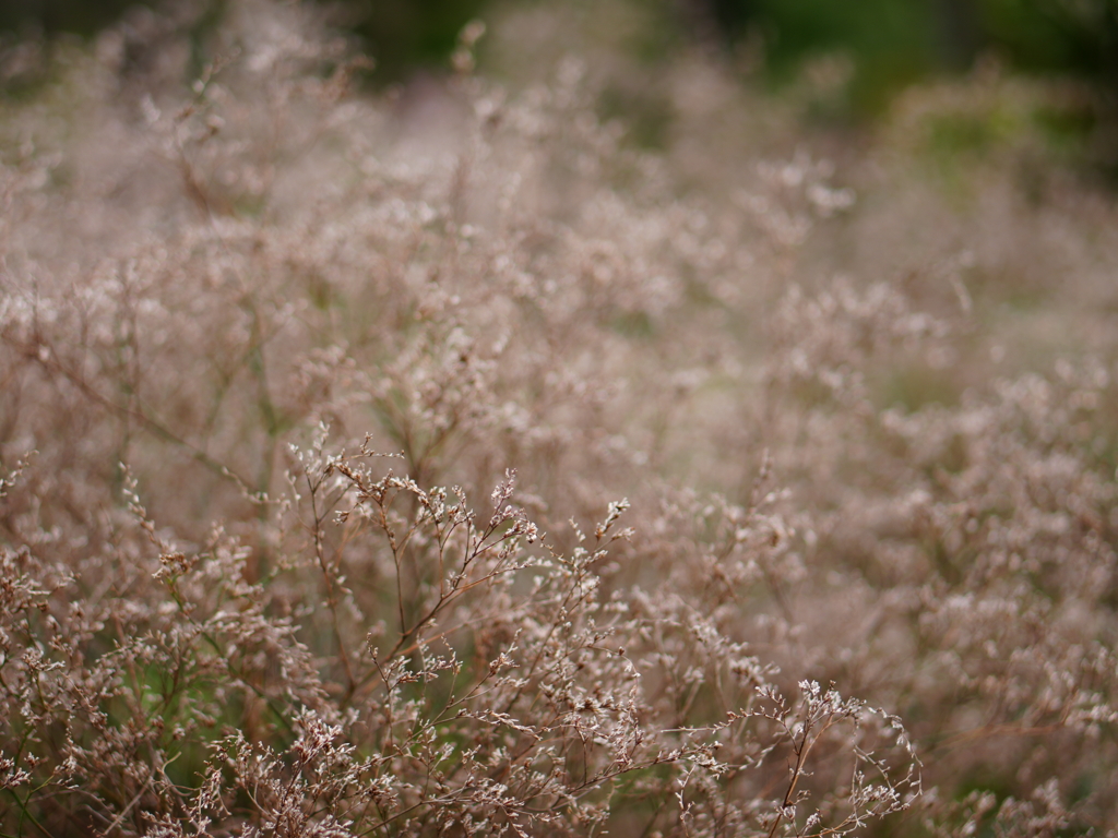 PIET OUDOLF GARDEN 1
