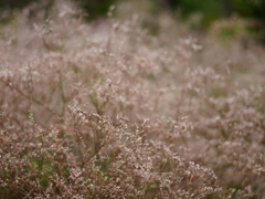 PIET OUDOLF GARDEN 1