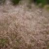 PIET OUDOLF GARDEN 1
