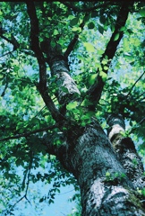 木