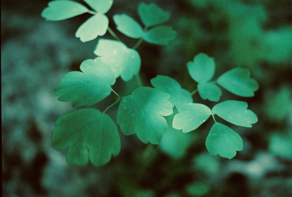葉