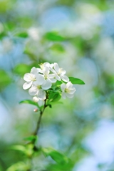 季節は春