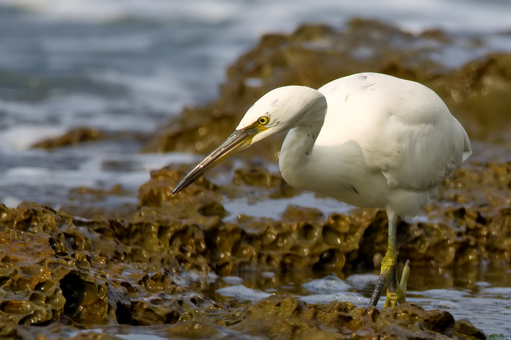 クロサギ白化個体