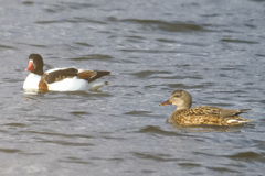 ツクシガモとオカヨシガモ