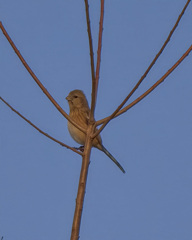 ベニマシコ♀