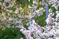 桜
