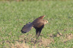 チョウゲンボウ