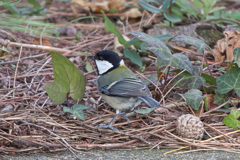 シジュウカラ