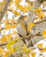 マミチャジナイ