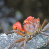 アカテガニ