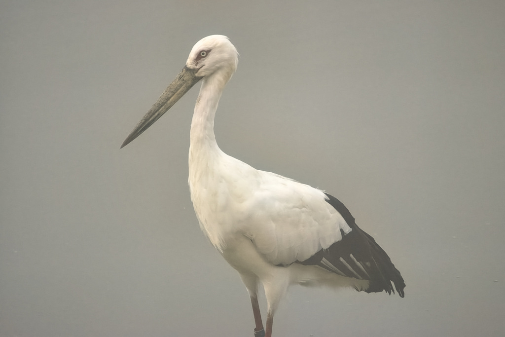 コウノトリ