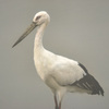 コウノトリ