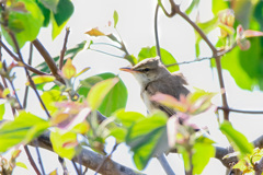オオヨシキリ