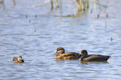 オカヨシガモとコガモ