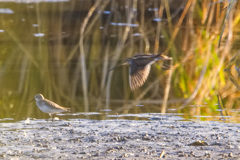 ハマシギ　タシギ