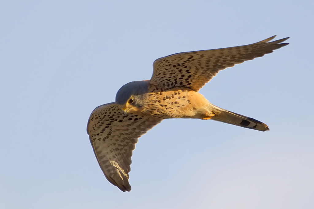 チョウゲンボウ