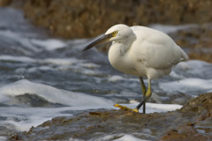 クロサギ白化個体