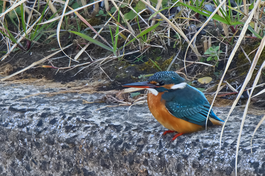 カワセミ