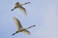 ヘラサギとクロツラヘラサギ