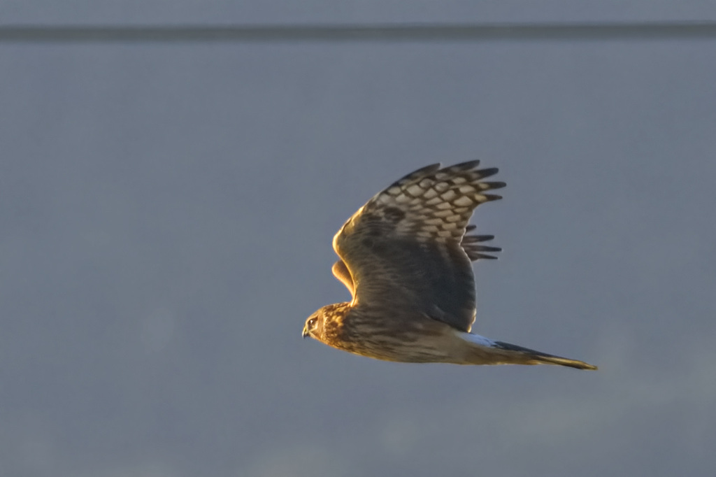 ハイイロチュウヒ