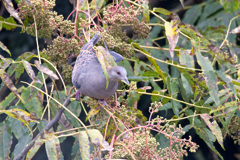 キジバトとカラスザンショウ