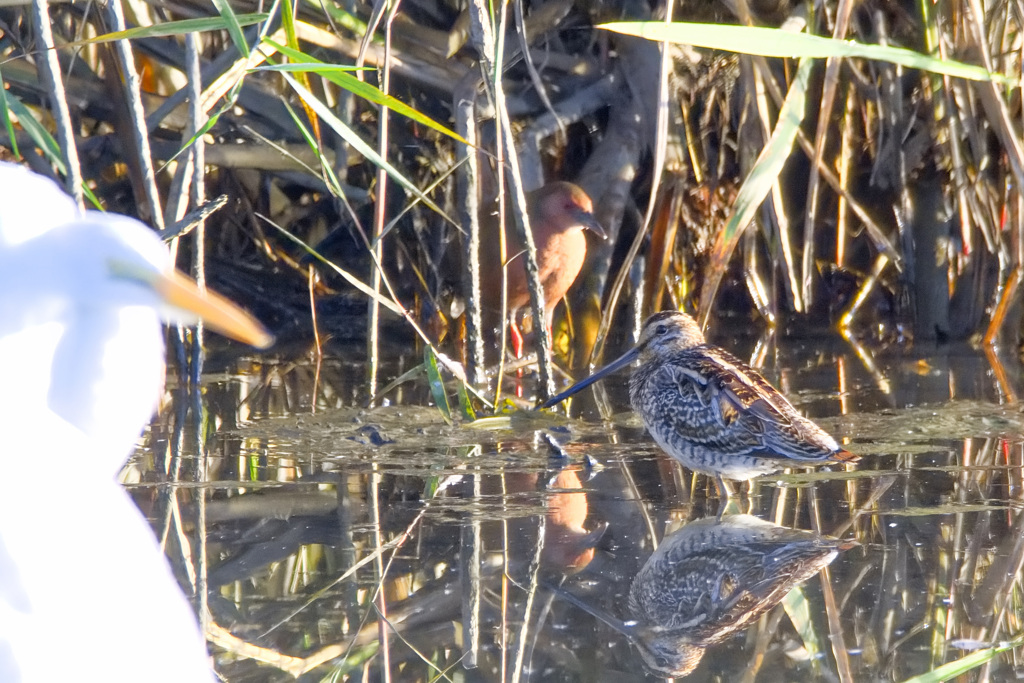 ダイサギ　タシギ　ヒクイナ