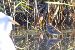 ダイサギ　タシギ　ヒクイナ