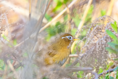 ガビチョウ