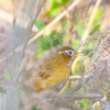 ガビチョウ