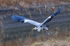 アオサギ