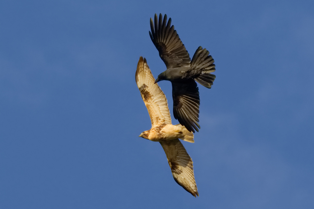 ノスリ　ハシブトガラス