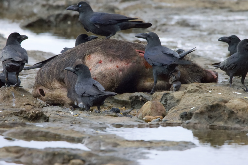 スカベンジャー