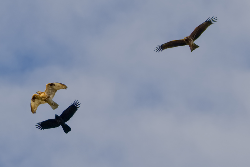 ノスリ　ハシブトガラス　トビ