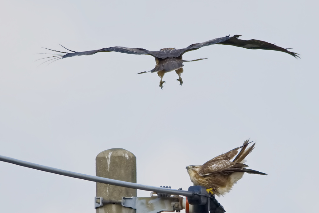 ノスリとトビ