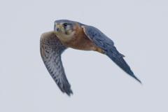 コチョウゲンボウ