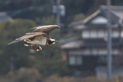 ミサゴ